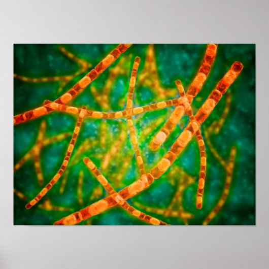 Microscopisch Uitzicht van antrax 2 Poster (Voorkant)