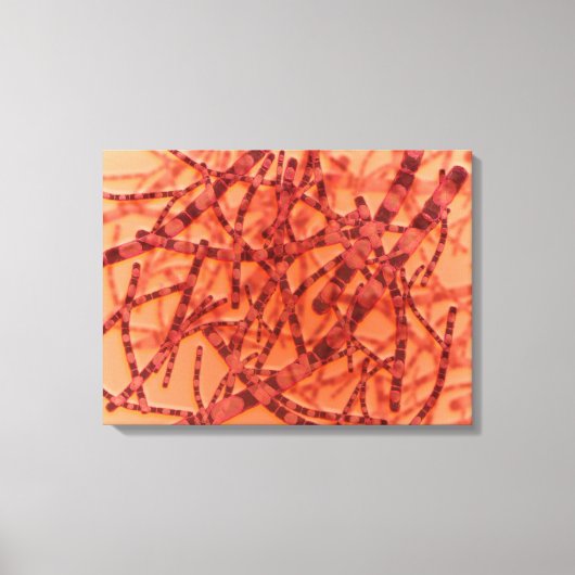 Microscopisch Uitzicht van antrax 3 Canvas Afdruk (Voorkant)