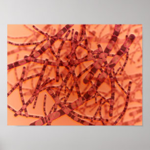Microscopisch Uitzicht van antrax 3 Poster