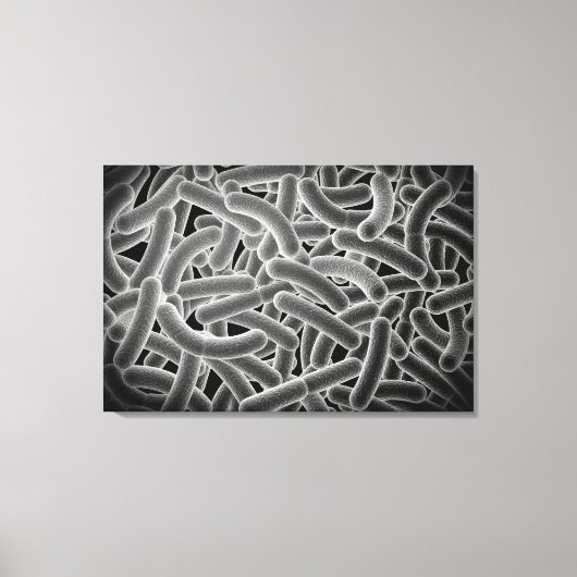 Microscopisch Uitzicht van Bacilli Bacteria Canvas Afdruk (Voorkant)