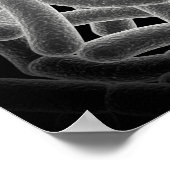 Microscopisch Uitzicht van Bacilli Bacteria Poster (Hoek)