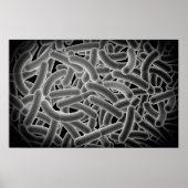 Microscopisch Uitzicht van Bacilli Bacteria Poster (Voorkant)