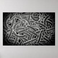 Microscopisch Uitzicht van Bacilli Bacteria