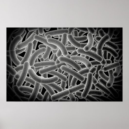 Microscopisch Uitzicht van Bacilli Bacteria Poster (Voorkant)