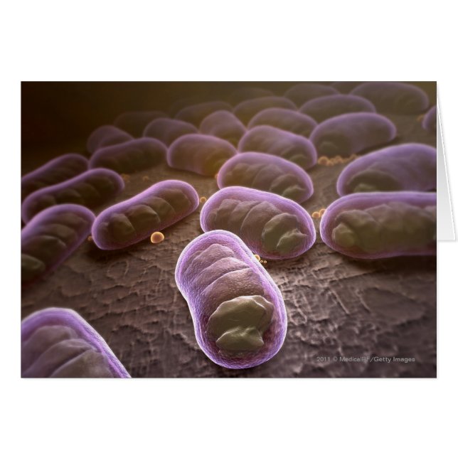 Microscopisch uitzicht van bacteriën (Voorkant Horizontaal)