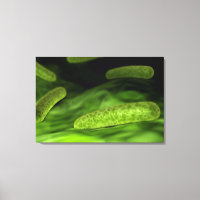 Microscopisch Uitzicht van bacteriën 1