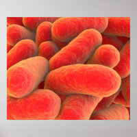 Microscopisch Uitzicht van bacteriën 4
