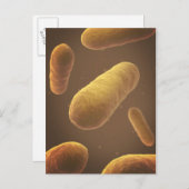 Microscopisch Uitzicht van bacteriën 5 Briefkaart (Voorkant / Achterkant)