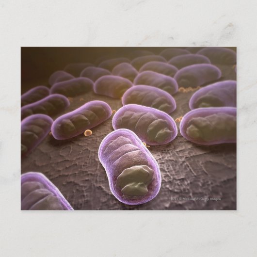Microscopisch uitzicht van bacteriën briefkaart (Voorkant)