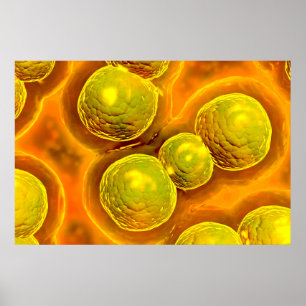 Microscopisch Uitzicht van Chlamydia Poster