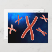 Microscopisch Uitzicht van chromosoom 1 Briefkaart (Voorkant / Achterkant)