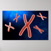 Microscopisch Uitzicht van chromosoom 1 Poster (Voorkant)