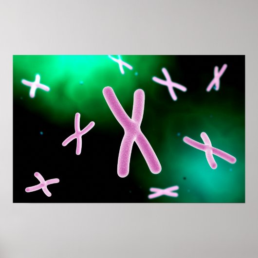Microscopisch Uitzicht van chromosoom 2 Poster (Voorkant)