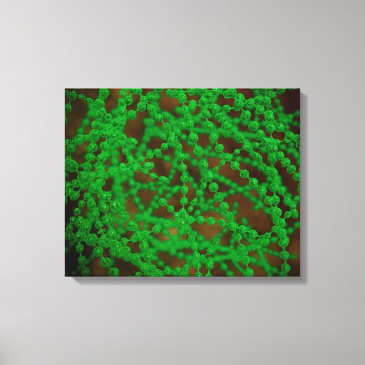 Microscopisch Uitzicht van Cocci Bacterium Canvas Afdruk (Voorkant)
