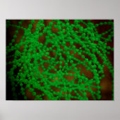 Microscopisch Uitzicht van Cocci Bacterium Poster (Voorkant)