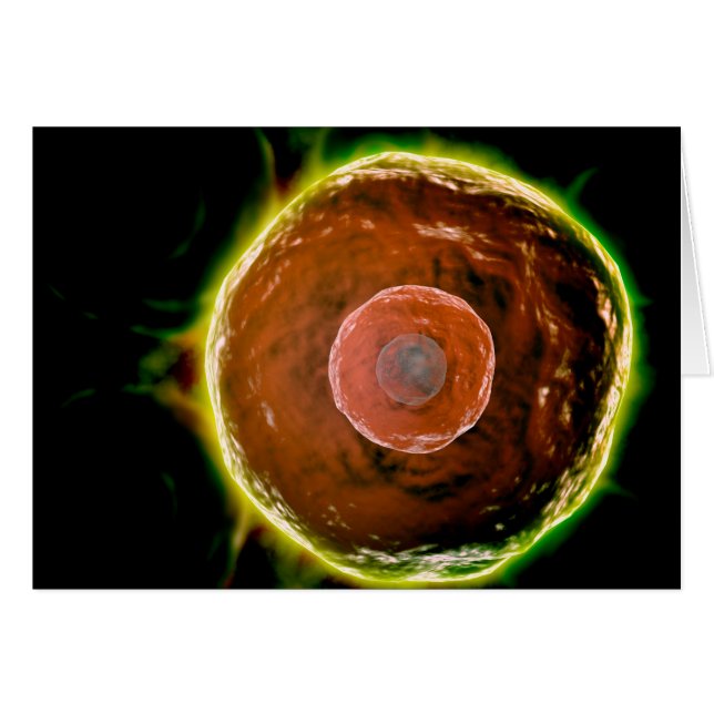 Microscopisch Uitzicht van de B-cellen 2 van de me (Voorkant Horizontaal)