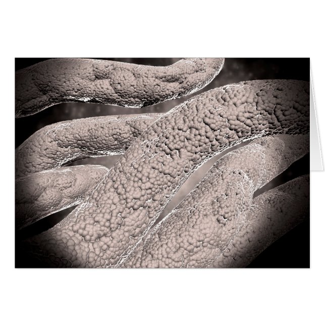 Microscopisch Uitzicht van de korncobformatie (Voorkant Horizontaal)