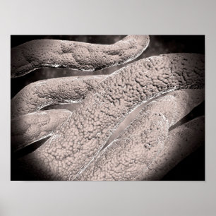 Microscopisch Uitzicht van de korncobformatie Poster