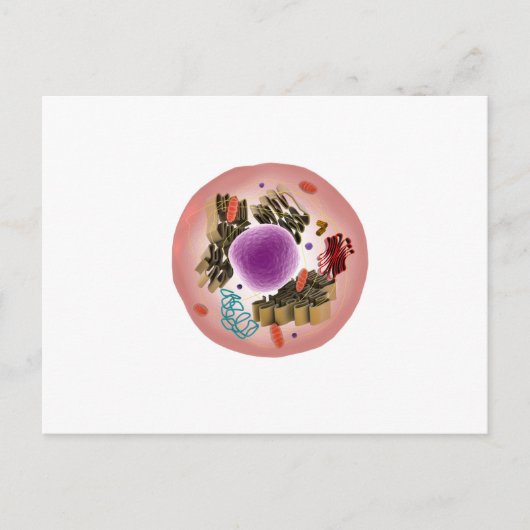 Microscopisch Uitzicht van dierlijke cellen 1 Briefkaart (Voorkant)