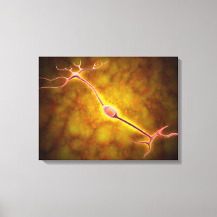 Microscopisch Uitzicht van een bipolaire neuron Canvas Afdruk