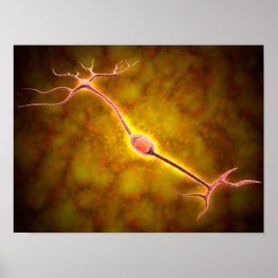 Microscopisch Uitzicht van een bipolaire neuron Poster