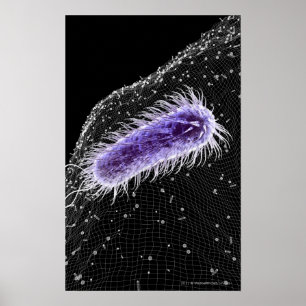Microscopisch uitzicht van een helicobacter pylori poster