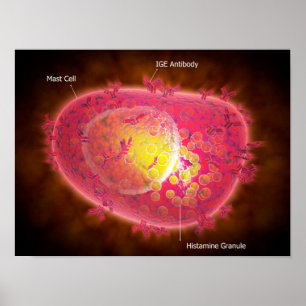 Microscopisch Uitzicht van een mestcel Poster