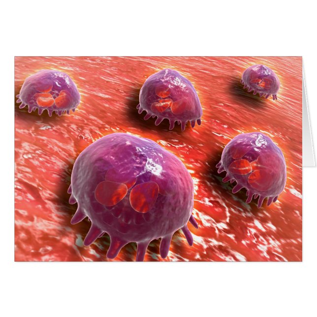 Microscopisch Uitzicht van fagocytaire macrofagen  (Voorkant Horizontaal)