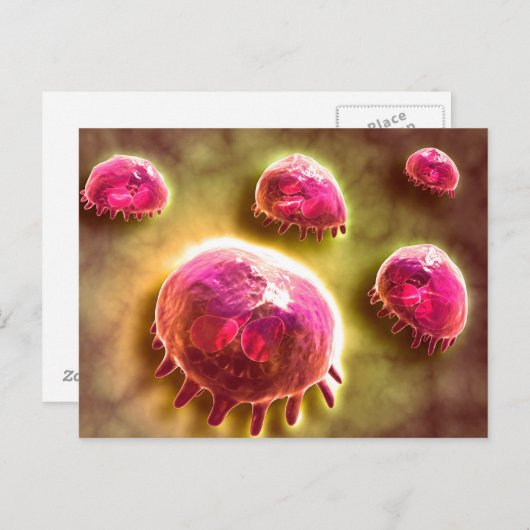 Microscopisch Uitzicht van fagocytaire macrofagen  Briefkaart (Voorkant / Achterkant)