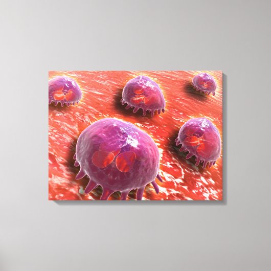 Microscopisch Uitzicht van fagocytaire macrofagen  Canvas Afdruk (Voorkant)