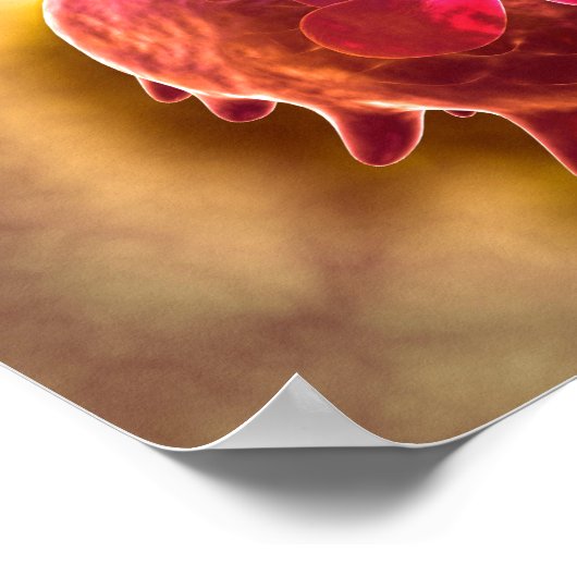 Microscopisch Uitzicht van fagocytaire macrofagen  Poster (Hoek)