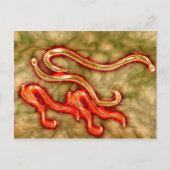 Microscopisch Uitzicht van Hookworm 1 Briefkaart (Voorkant)