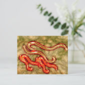 Microscopisch Uitzicht van Hookworm 1 Briefkaart (Staand voorkant)