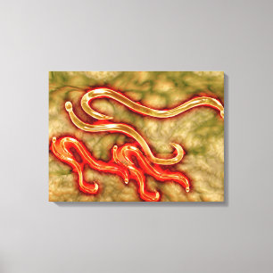 Microscopisch Uitzicht van Hookworm 1 Canvas Afdruk