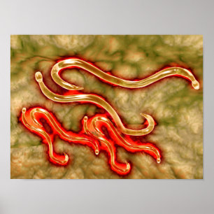 Microscopisch Uitzicht van Hookworm 1 Poster