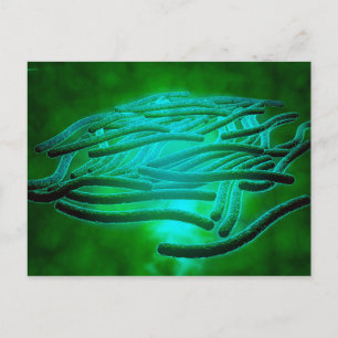 Microscopisch Uitzicht van Legionella Pneumophila  Briefkaart