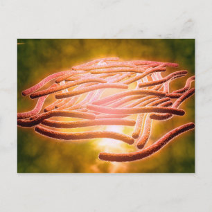 Microscopisch Uitzicht van Legionella Pneumophila  Briefkaart