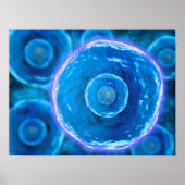 Microscopisch Uitzicht van menselijke B-cellen 1 Poster (Voorkant)