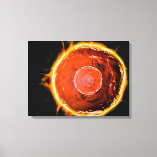 Microscopisch Uitzicht van menselijke B-cellen 3 Canvas Afdruk (Voorkant)