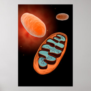 Microscopisch Uitzicht van Mitochondria 1 Poster