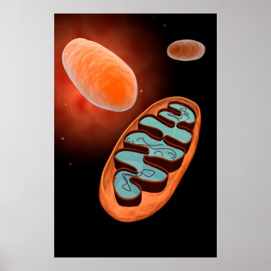 Microscopisch Uitzicht van Mitochondria 1 Poster (Voorkant)