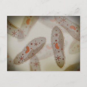 Microscopisch Uitzicht van paramecium 1 Briefkaart