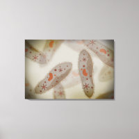 Microscopisch Uitzicht van paramecium 1