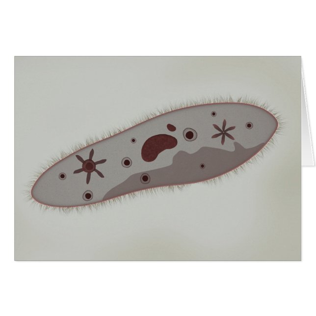 Microscopisch Uitzicht van paramecium 3 (Voorkant Horizontaal)