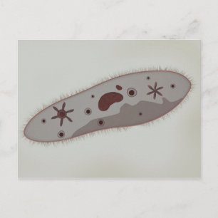 Microscopisch Uitzicht van paramecium 3 Briefkaart