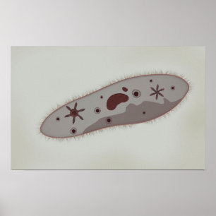Microscopisch Uitzicht van paramecium 3 Poster