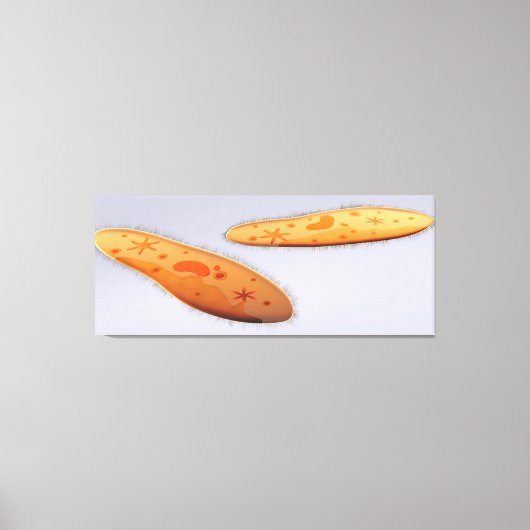 Microscopisch Uitzicht van paramecium 4 Canvas Afdruk (Voorkant)