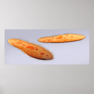 Microscopisch Uitzicht van paramecium 4 Poster