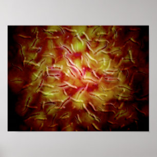 Microscopisch Uitzicht van Sperm Poster