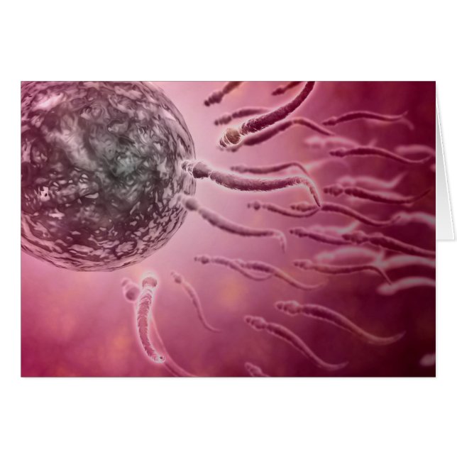 Microscopisch Uitzicht van spinzwemmen naar eieren (Voorkant Horizontaal)